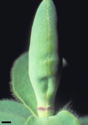 Veronica gibbsii. Leaf bud with no sinus. Scale = 1 mm.
 Image: W.M. Malcolm © Te Papa CC-BY-NC 3.0 NZ